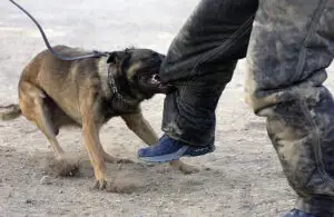 Dog bite laws in South Africa